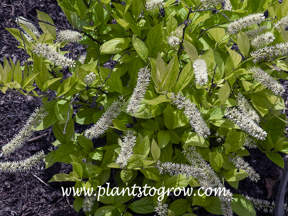 Little Henry Itea (Itea virginica)
(June 6)